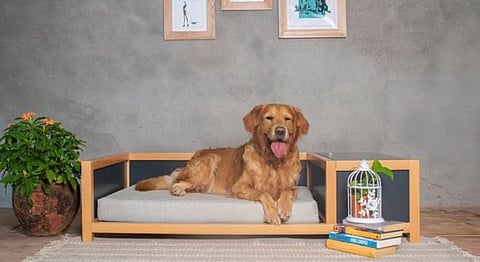 These Homegrown Pet Furniture Brands Offer Essentials Comfort
