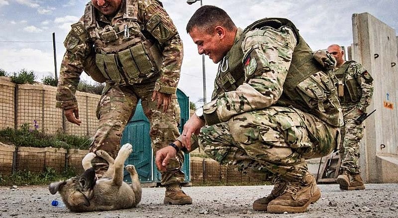 Rescue Shelter Is Reuniting Soldiers With The Pets They Left Behind In ...
