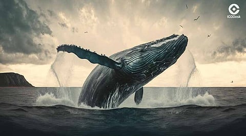 Memecoins That Crypto Whales Are Eyeing for the Next Bull Run