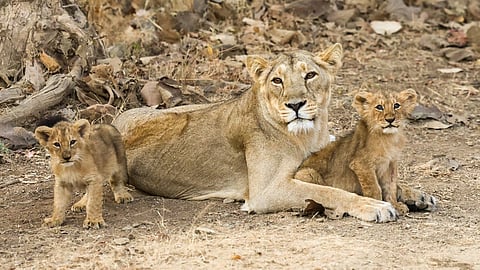 Indian PM Modi marks World Wildlife Day with Gir lion safari