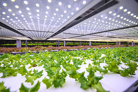 Scaling Biofuels for Sustainable Business