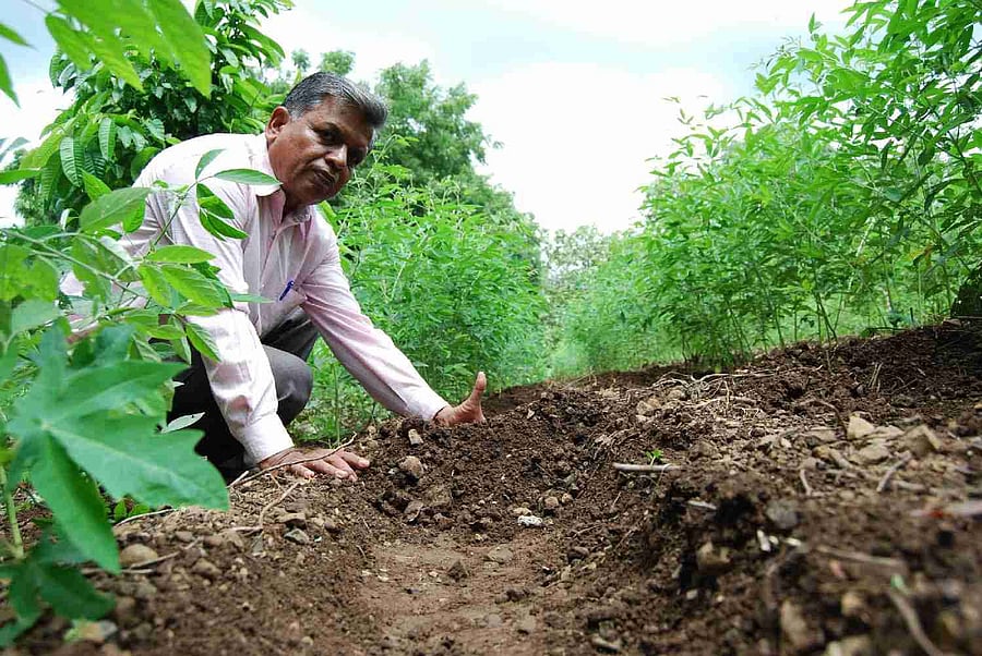 Farmer inspecting soil and plants