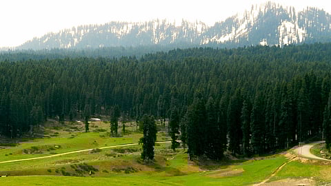 The lush green forests of Doodhpathri area in Jammu & Kashmir, India