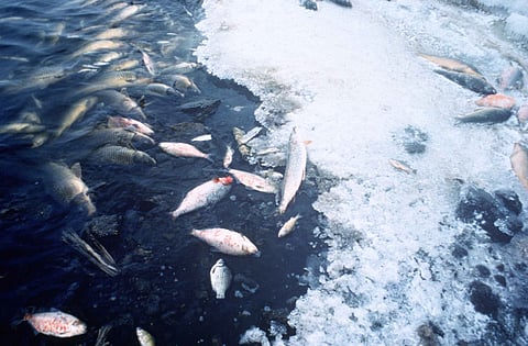 Why do mass fish deaths happen? Image for representation purposes only