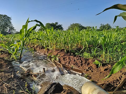 A water canal in corn fields (Image: Kanhaiya Raut, Pixahive; CC0)