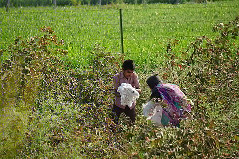 Child labour and forced labour in India's cotton fields (Image: François Zeller, Wikimedia Commons; CC BY-SA 2.0)