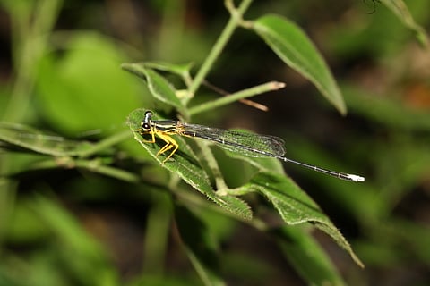 Tracking Pune's odonate evolution (Image: MIT-WPU)
