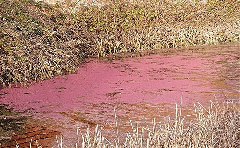Harmful algal blooms in a pond 