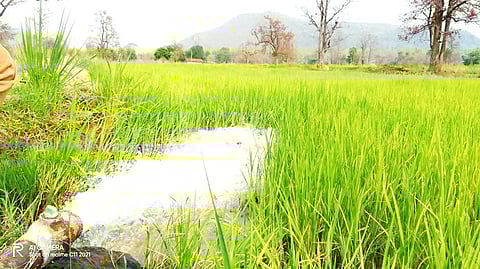 Khamdhodgi's irrigation revolution (Image: Samarthan)