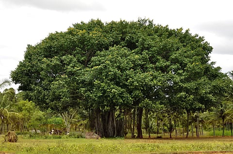 A banyan tree in rural Karnataka