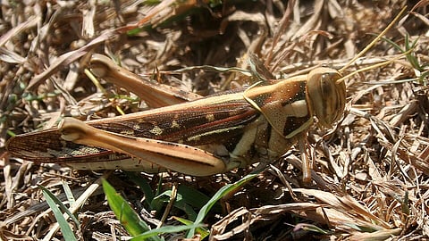 The desert locust, a formidable adversary 