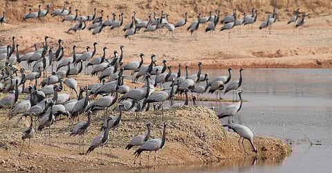 A large congregation of demoisille cranes in the Kichan wetland, Rajasthan.