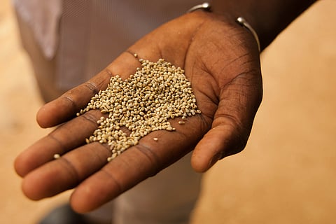 Access to high-quality millet seed is an important factor contributing to productivity (Image: T A&M's, CC BY-NC-ND 2.0. L)