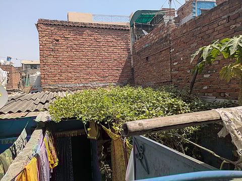 Creeper covers can be a great way to prevent the home from turning into a furnace