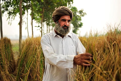 Rice farmer in SE Punjab, India