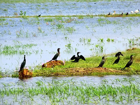 Decline in primary productivity and fish stock availability affects large waders. (Image: Manoj K, Wikimedia Commons)