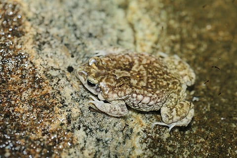 The Gunther's toad, the silent guardian of the night, a farmer's ally.