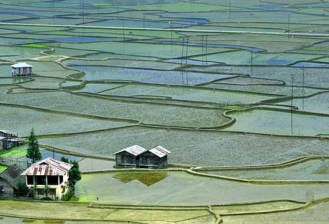 Ziro valley's rice farming 