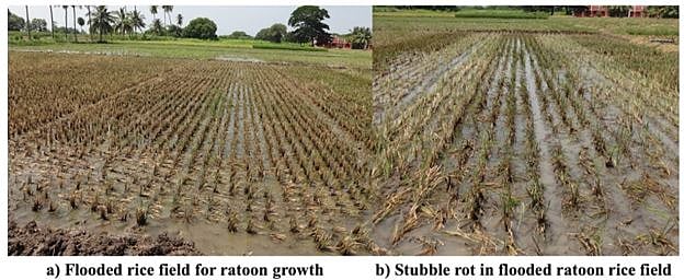 Fig: Rice field preparation for rice regrowth a) flooded field after rice crop harvest b) potential stubble rot issue.