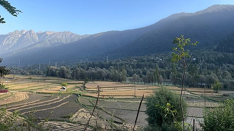 The terraced fields of Kashmir hold drying bundles of rice. The sun casts shadows on the mountains, while the valley glows with the season’s work.