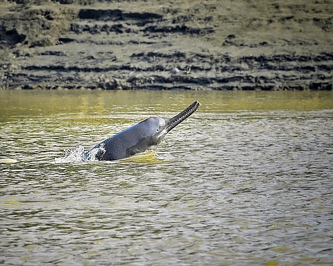 The endangered Ganges river dolphin