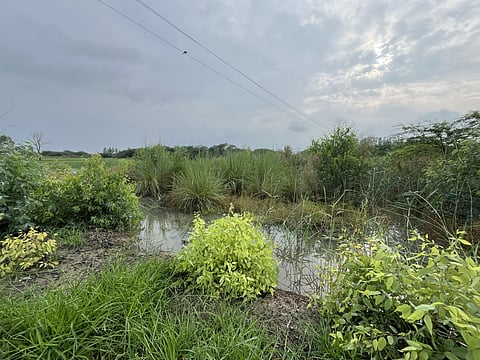 
When the ground refuses to drink: How waterlogging and soil salinity are impacting Haryana’s agriculture