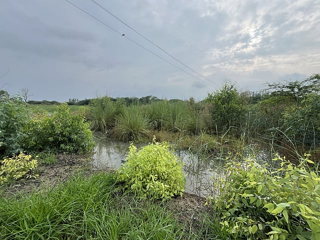 Agricultural erosion: Waterlogging and salinity impacting Haryana's farms