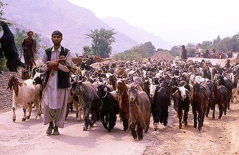 Gujjars and Bakerwals of Kashmir