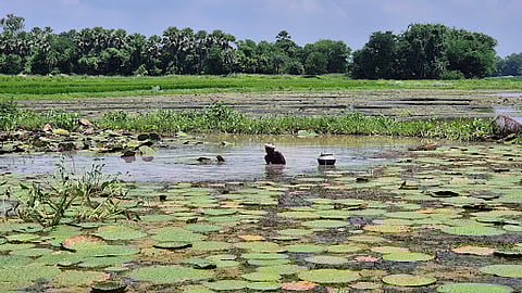 60-year-old Ramsurat Sahni gathers and harvests makhana. Age has made wading into the water difficult, but his skill remains unmatched.