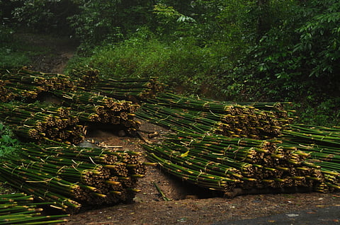 Soil carbon &amp; water stability: Lessons from the Eastern Himalayas