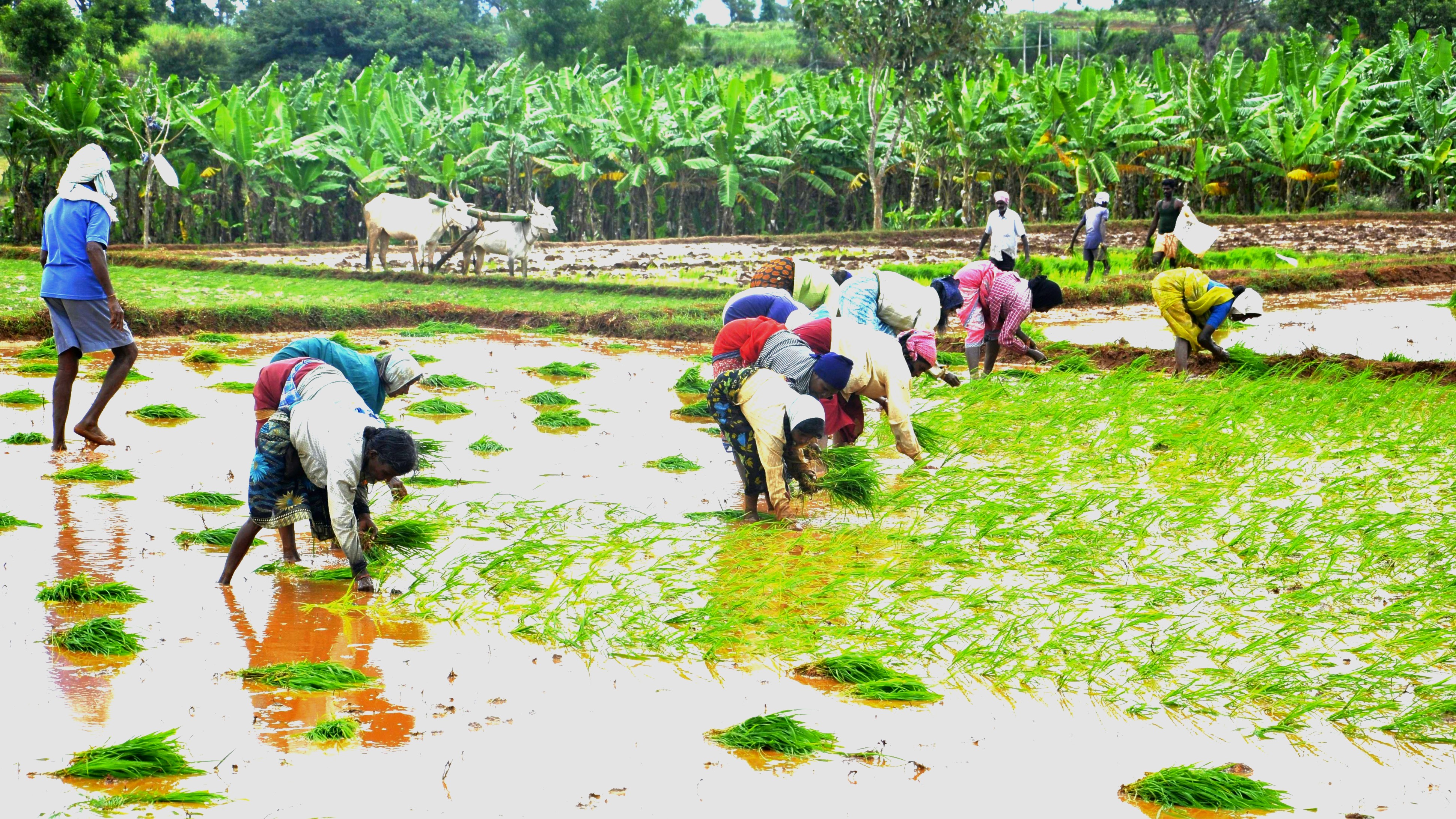 Work draws women’s bodies low to the earth, where repetition and strain gather slowly