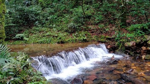 Stream within Mawphlang's sacred forest. 