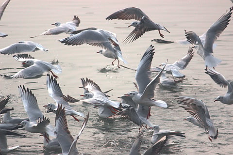 A mixed flock of brown-headed gulls and black-headed gulls on the Ganges River in Varanasi.