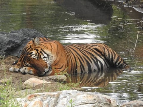 A tiger cooling itself near the water. Source: Satyamangalam Tiger Reserve, Tamil Nadu, India.