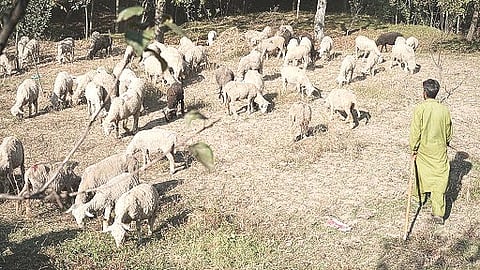 A shepherd is guiding a large herd of sheep through dry pastureland in Kashmir. 