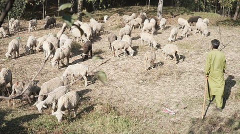 A shepherd is guiding a large herd of sheep through dry pastureland in Kashmir.