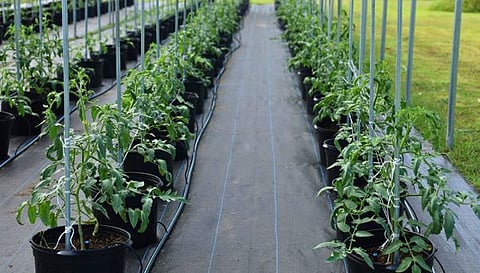 Smart Irrigation in India (Image: Joice Rivas)