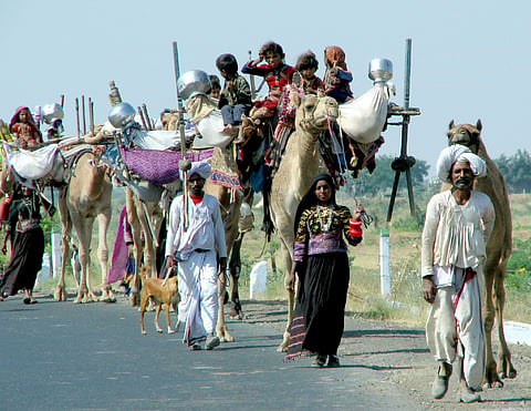 Maldhari shepherds on the move