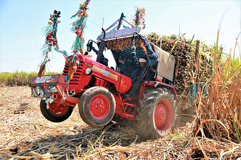 Sugarcane is converted into ethanol by extracting its sucrose-rich juice or molasses