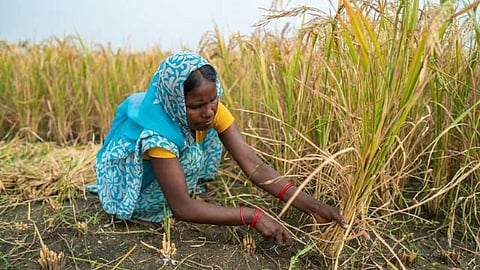 Flood tolerant rice variety (Image: IWMI; Flickr Commons)