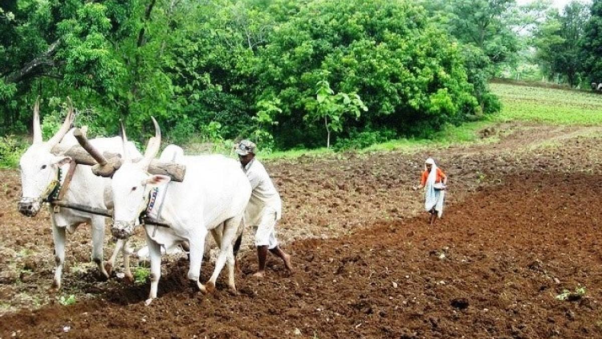 Caste Rasing Large Ruminants Caste and farmer’s access to quality information