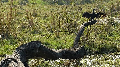 An Indian cormorant dries its wings at Keoladeo national park, Bharatpur. (Source: Aastha Singh, Wikimedia Commons)
