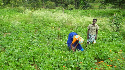 Marginal farmers cultivating vegetables in Erode