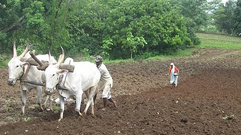 A farmer couple ploughing their fields
