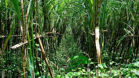 Cropping pattern in Maharashtra over the past 40 years has shifted towards water-intensive crops like sugarcane (Image: Terry Sunderland/CIFOR)