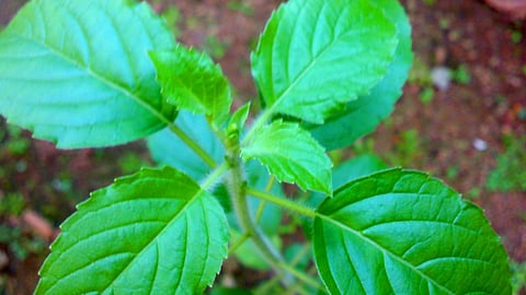 Tulsi leaves can purify water (Source: Wikipedia)