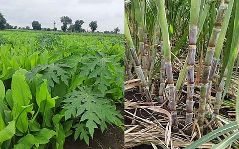 प्राकृतिक कृषि से ज्यादा स्वस्थ फसलें होती हैं