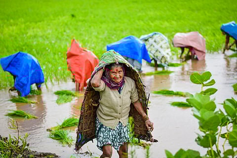 In the event of an early or excessive monsoon, excess water can be drained from fields to prevent flooding and redirected for groundwater recharge.
