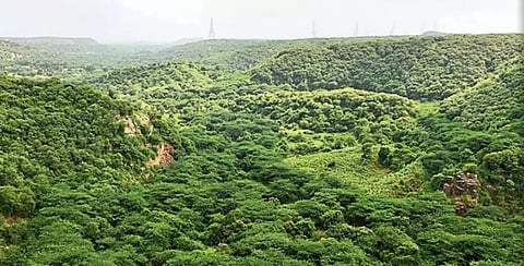 हरियाणा और दिल्‍ली के आसपास के इलाकों में फैले अरावली के जंगल हरियाणा सरकार की नई परिभाषा के चलते संकट में पड़ सकते हैं। 