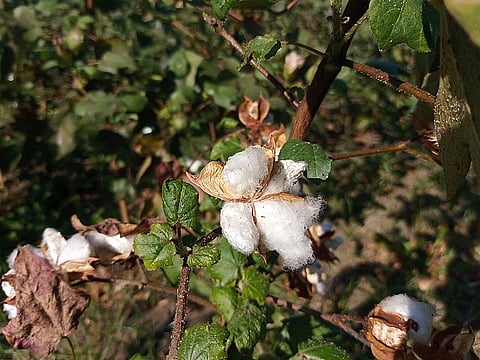 कपास की खेती में कीटनाशकों और रसायनों का लगातार प्रयोग, छिड़काव के सुरक्षित साधनों की कमी और खेतिहर मज़दूरों में जानकारी के अभाव का असर इसे पैदा करने वालों की आंखों पर हो रहा है।